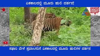 Bandipur Forest Safari : ಏಕಕಾಲದಲ್ಲಿ ಮೂರು ಹುಲಿಗಳ ದರ್ಶನ |Tourists Catch rare Scene During Safari