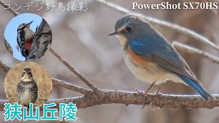 爆風探鳥！愛想のいいアカゲラとルリビタキ。早春の狭山丘陵【高画質/コンデジ野鳥撮影Vlog】