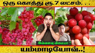 ஒரு கொத்து ரூ.7 லட்சம் | யம்மாடியோவ்... | #High prize #Grapes| #Trending | #Funny Facts