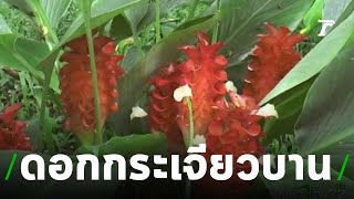 เที่ยวชมดอกกระเจียวบานรับหน้าฝนที่น้ำตกพาเจริญ | 08-07-62 | ตะลอนข่าว