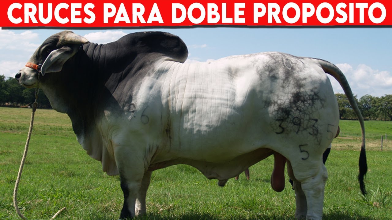 🔴 CRUCES Exitosos En GANADO DOBLE PROPOSITO Vacas Lecheras / Ganado De ...