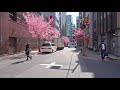 【4k hdr】tokyo cherry blossoms nihonbashi kawazu sakura