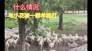 小花被羊群殴打，秋田犬这么怂的吗，支招让它反败为胜