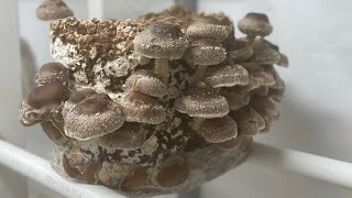 Pro Tip Shiitake - best fruiting conditions