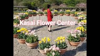 Kasai Flower Center#Tulip#Variety of Begonia..mom\u0026daughter fil-japan