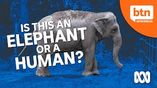 Do Elephants Have Human Rights? A New York Court Decides