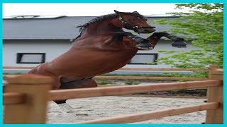 Funny Horses Show Strength Try Not To Laugh It's Really The Most Powerful Funny Horse Video #3