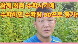 참깨 최적 수확시기에 수확하면 수확량 30프로 증가!!(농사의신)