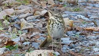 HERMIT THRUSH SHOWCASE!!                                            [Mini Documentary]