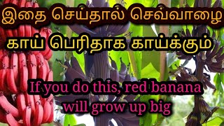 RedBanana Growth tips ideas Tamil  /செவ்வாழை பெரியதாக காய்க்க  எளிமையான வழிகள்