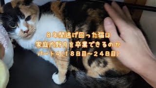 ８年間家庭内野良の三毛猫の一進一退な家猫修行(最後の家猫修行パート４) #三毛猫 #保護猫 #人馴れ