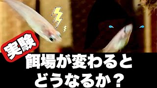 [メダカ 飼育]餌場を変えると、メダカはどうなるかの実験動画。