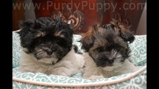 CKC Havanese Puppies Born February 15, 2018 - Have found homes now