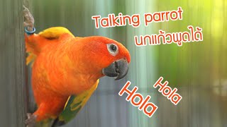 Cute talking parrots!! นกแก้วพูดได้ น่ารัก สีส้มแดง มันพูดว่าอะไร ใครฟังออกบาง...? /หมี2ตัว