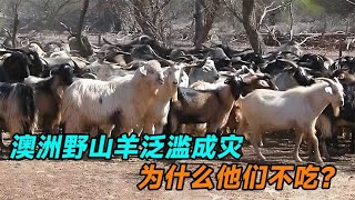 澳洲野山羊泛滥成灾，爆发“人羊矛盾”，为什么他们不吃？