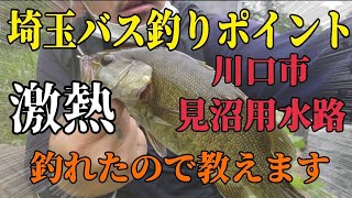 【バス釣り】埼玉バス釣りポイント！川口市の見沼用水路でバス釣れました！激熱なので紹介します！ #川口市バス釣り #見沼代用水 #埼玉バス釣りポイント　