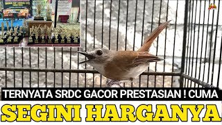 UPDATE HARGA BURUNG SRDC GACOR PRESTASIAN DI JAKARTA