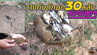 วางกับดักนกหมายธรรมชาติหมานเกีน.ໃສ່ແຮ້ວນົກຫມາຍທຳມະຊາດໂຄດໝານ