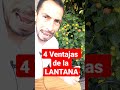 #shorts 4 VENTAJAS DE LA PLANTA LANTANA