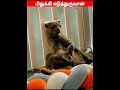 😂🐈‍⬛ அப்போ இவன் யாருடா🐕😂 viral trending shorts funnyanimalvideos