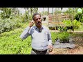 ஆண்டுக்கு 10 லட்சம் லாபம் தரும் market எலுமிச்சை market lemon cultivation