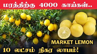 ஆண்டுக்கு 10 லட்சம் லாபம் தரும் Market எலுமிச்சை | Market lemon cultivation