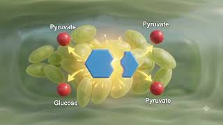 Plant respiration