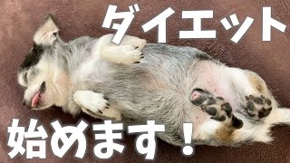 ぽっちゃり系チワワのダイエット