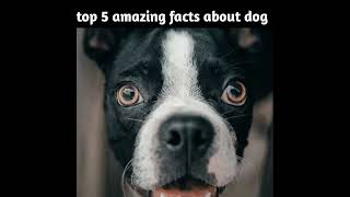 Top 5 amazing facts about 🐕 dogs | Facts About Dog | Amazing Facts In Hindi | #short #shorts #facts