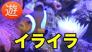 カクレクマノミさんケヤリにイライラするの巻【海水魚水槽】