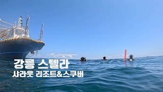 강릉스텔라 / 샤라웃리조트 / 스쿠버다이빙