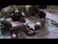 rough collie puppys 3 weeks old