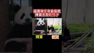 福寶肯定有偷偷教輝寶怎麼吃竹子🤣🤣 #panda #熊貓 #cute #貓熊 #搞笑 #animals #fubao #funny #福寶 #輝寶 #福宝