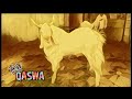 QASWA India's Most Beautiful Kota Bakra Ever Seen || Metro MGF Pune || Bakramandi || Aggressive