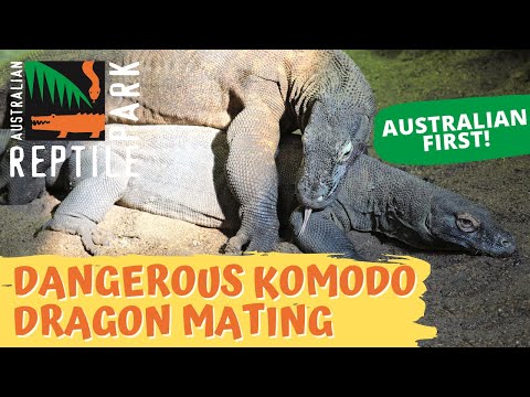 Do Komodo dragons live in Australia?