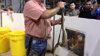 The 2012 World's Largest Rattlesnake Roundup By The Jaycees Of Sweetwater Texas