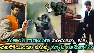 Sushanth Singh Rajput's Dog is No More?? #SushantSinghRajput#Fudge | Prasanna's Creations