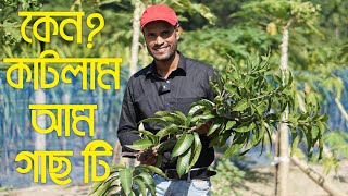 আল্ট্রা হাইডেনসিটি পদ্ধতিতে আম চাষ