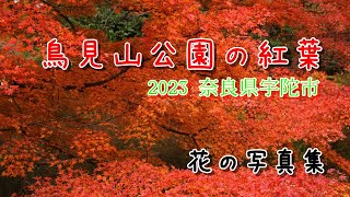 「花の写真集」鳥見山公園の紅葉2023、奈良県宇陀市にあります、春はやまつつじで有名な場所で、カエデと共演するように綺麗に赤く紅葉します、シリーズ詩季彩の花の紅葉の写真集です、１１月の花ごよみ