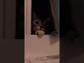 かまってほしくて仕方がない美猫アメショーが可愛いすぎた... shorts アメショー 猫動画