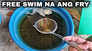 FREE SWIM NA ANG MGA FRY | BABY BRINE SHRIMP UNANG PAGKAIN NG BETTA FRY