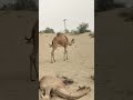 camel baby resting on sand dune desert camelshortvideo