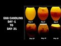 Egg Candling from day 1 to 21 | Egg Candling Process