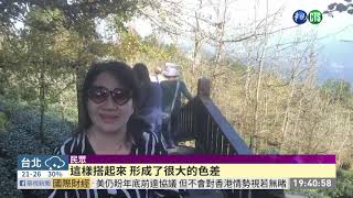 南投鹿谷大崙山 黃.白銀杏交錯成美景 | 華視新聞 20191124