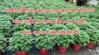 Hướng dẫn làm nụ nhanh cho hoa vạn thọ bị trễ mà không cần phân thuốc Tết 2025