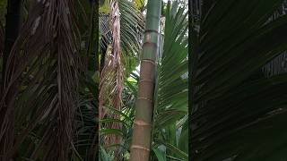 Areca palm tree |  පුවක් ගස