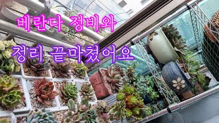 봄맞이 다육이 정리해주기 #succulents#happy succulents