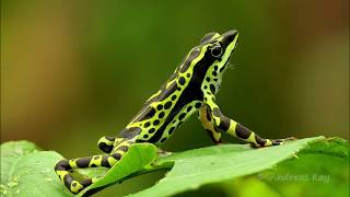 Colorful Harlequin Frog from the Amazon Rainforest of Ecuador