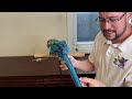 macaw grows new tail feathers how parrot tail forms