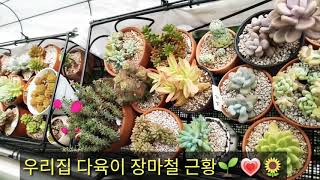 우리집 다육이 키우기 장마철 근황~🌱🌻💕